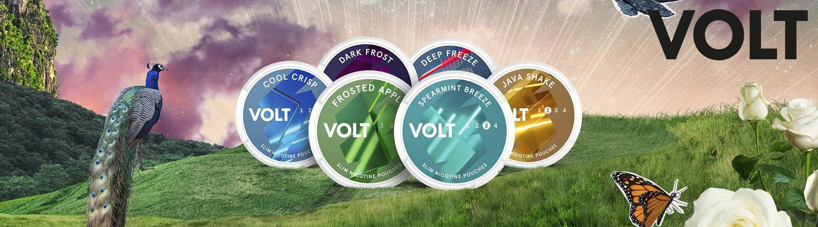 New VOLT from SM at Snus24